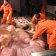 Illustration for article titled You Might Not Want to Look at These Explicit Images of an Elephant's Innards (NSFW)